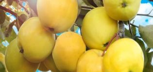 Descripció de la varietat de poma Ambre i les seves varietats, avantatges i inconvenients