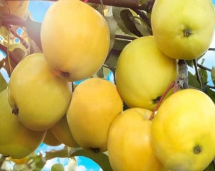 Descrierea soiului de mere Amber și soiurile sale, avantajele și dezavantajele