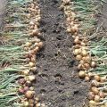 Jak określić, kiedy usunąć cebulę z ogrodu do przechowywania?