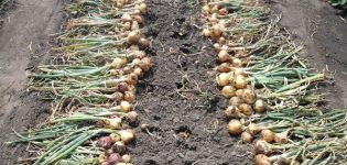 Jak określić, kiedy usunąć cebulę z ogrodu do przechowywania?