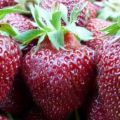 Description and characteristics of the Black Prince strawberry variety, planting and care