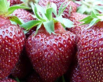 Description et caractéristiques de la variété de fraises Black Prince, plantation et entretien