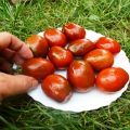 Pomidorų veislės slyvų aprašymas, auginimo ir priežiūros rekomendacijos
