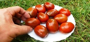 Descrierea soiului de tomate Prune, recomandări pentru creștere și îngrijire