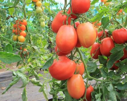 Descrizione della varietà di pomodoro Bloody Mary e delle sue caratteristiche