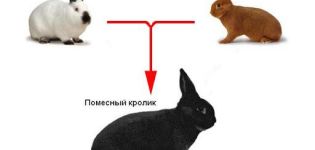 Is it possible and what are the options for crossing different breeds of rabbits, table