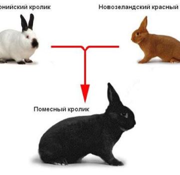 Is it possible and what are the options for crossing different breeds of rabbits, table