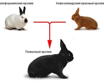 Is het mogelijk en wat zijn de opties voor het kruisen van verschillende rassen konijnen, tafel