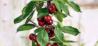 Description and characteristics of varieties of columnar cherries, planting and care, how to prune