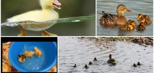 Kedy môžu kačice začať plávať a čo ovplyvňuje ich vek na kúpanie