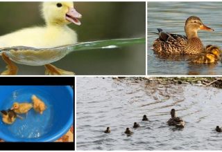 When can ducklings start swimming and what affects their bathing age