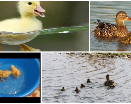 When can ducklings start swimming and what affects their bathing age