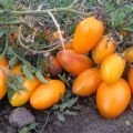 How to choose the best varieties of tomatoes for greenhouses without pinching