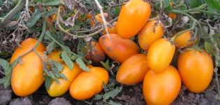 Hoe de beste variëteiten tomaten voor kassen te kiezen zonder te knellen