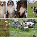 11 labāko suņu šķirņu, kas ganās aitas, apraksts un kā izvēlēties kucēnu
