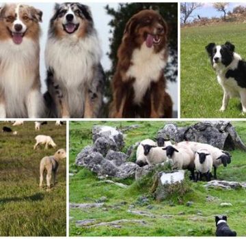Description of the top 11 best dog breeds that graze sheep and how to choose a puppy