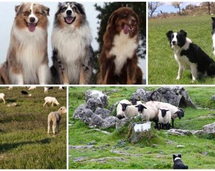 11 labāko suņu šķirņu, kas ganās aitas, apraksts un kā izvēlēties kucēnu