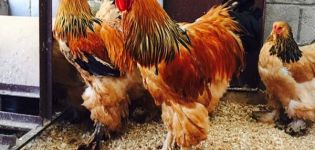 Description of the 14 largest breeds of chickens and rules for keeping large birds