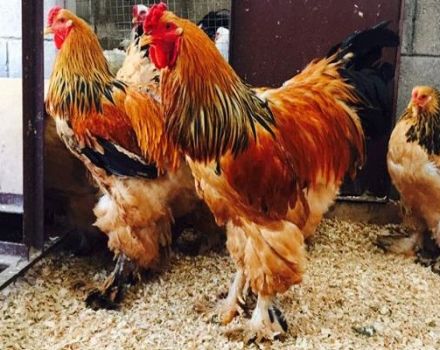 Description des 14 plus grandes races de poulets et règles d'élevage de grands oiseaux