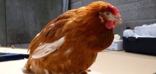 Čo robiť, ak má kura upchaté strumy, príčiny a liečby