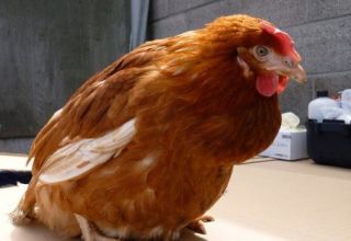 Što učiniti ako piletina ima začepljen gušter, uzroke i liječenje