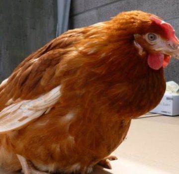 What to do if a chicken has a clogged goiter, causes and treatments