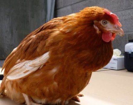 Què fer si un pollastre té un cabre obstruït, causes i tractaments