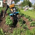 Jak rychle a správně plevelit brambory pomocí zastřihovače, traktoru a dalších zařízení?