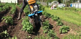 How to quickly and correctly weed potatoes with a trimmer, walk-behind tractor and other devices?