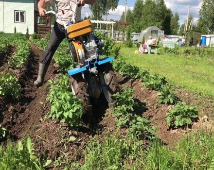 Làm thế nào để làm cỏ khoai tây nhanh chóng và chính xác bằng máy xén, máy kéo đi phía sau và các thiết bị khác?
