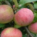 Descripción de la variedad de manzana Vityaz y características gustativas de las frutas, rendimiento.