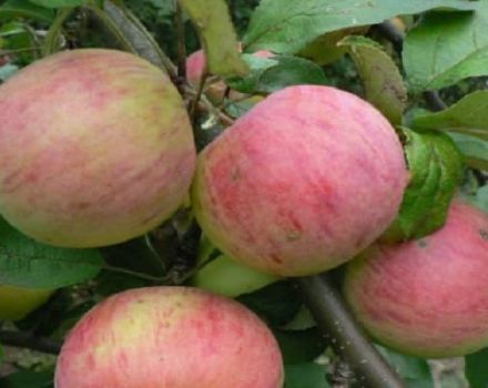 Beskrivelse af Vityaz æblesort og smagsegenskaber for frugter, udbytte