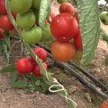 Liza domates çeşidinin tanımı, özellikleri ve verimliliği