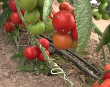 Descripción de la variedad de tomate Liza, características y productividad.