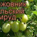 Opis i cechy odmiany agrestu Ural szmaragd, sadzenie i pielęgnacja