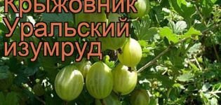 Beschrijving en kenmerken van de kruisbesvariëteit Ural smaragd, planten en verzorgen
