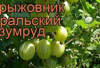 Descrizione e caratteristiche della varietà di uva spina Smeraldo degli Urali, semina e cura