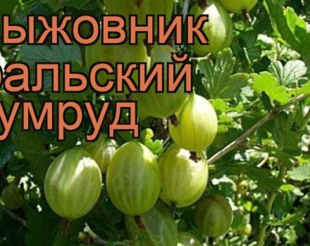 Опис и карактеристике сорте коприве Урал смарагда, садња и нега