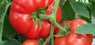 Charakterystyka i opis odmiany pomidora Pervoklashka, jej plon
