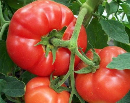 Charakteristika a opis odrody paradajok Pervoklashka, jej úroda