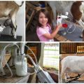 Cum să faci o mașină de muls capră do-it-yourself acasă