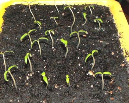 An overview of new methods of growing tomato seedlings without land