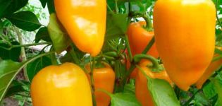 Charakteristika a popis odrůdy papriky vlaštovky, její výnos