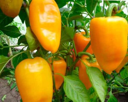 Characteristics and description of the Swallow pepper variety, its yield