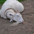 Causas y síntomas de la cetosis en cabras, diagnóstico y tratamiento y prevención.