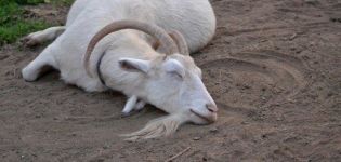 Oorzaken en symptomen van ketose bij geiten, diagnose en behandeling en preventie