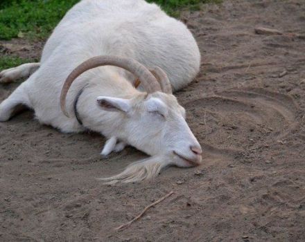 Causes i símptomes de la cetosi en cabres, diagnòstic i tractament i prevenció