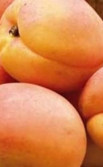 Descrizione e caratteristiche della varietà di albicocche Hargrand, coltivazione e cura