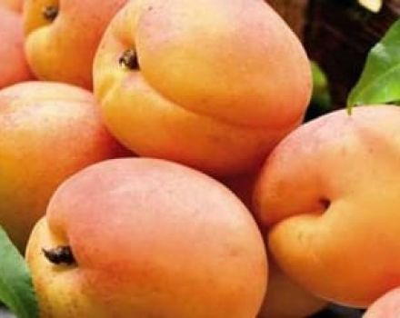 Beschreibung und Merkmale der Hargrand-Aprikosensorte, Anbau und Pflege