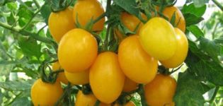 Περιγραφή και χαρακτηριστικά της ποικιλίας ντομάτας κεχριμπάρι f1